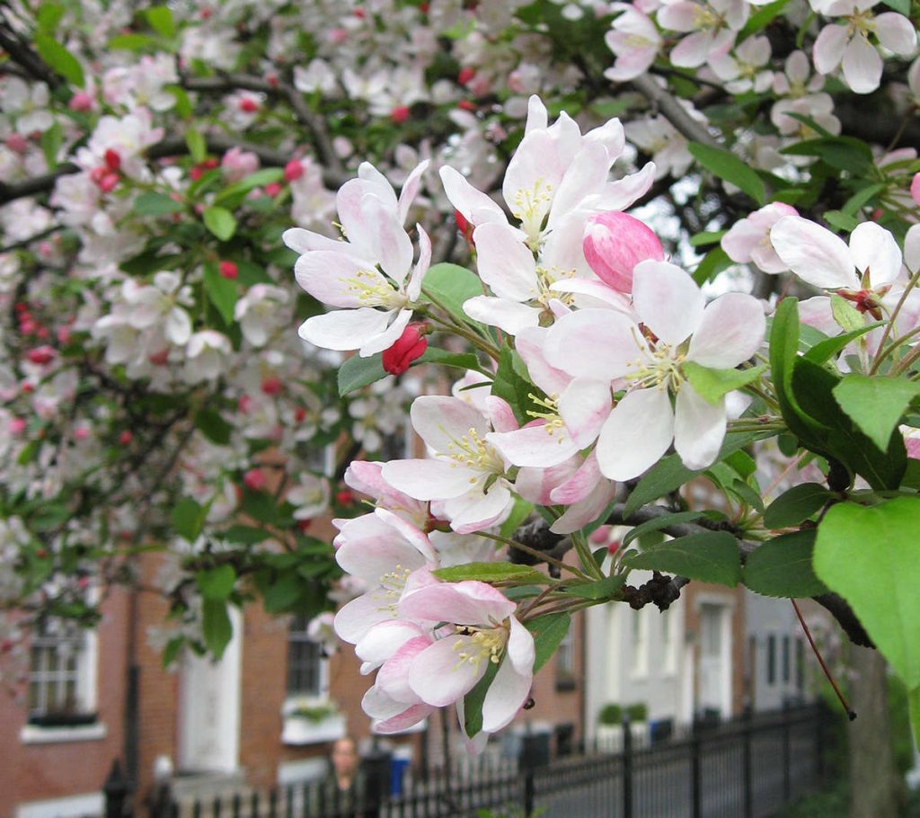 When Do the Crabapple Trees Blossom and Fruit