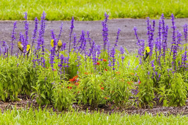 When Does the Salvia Bloom