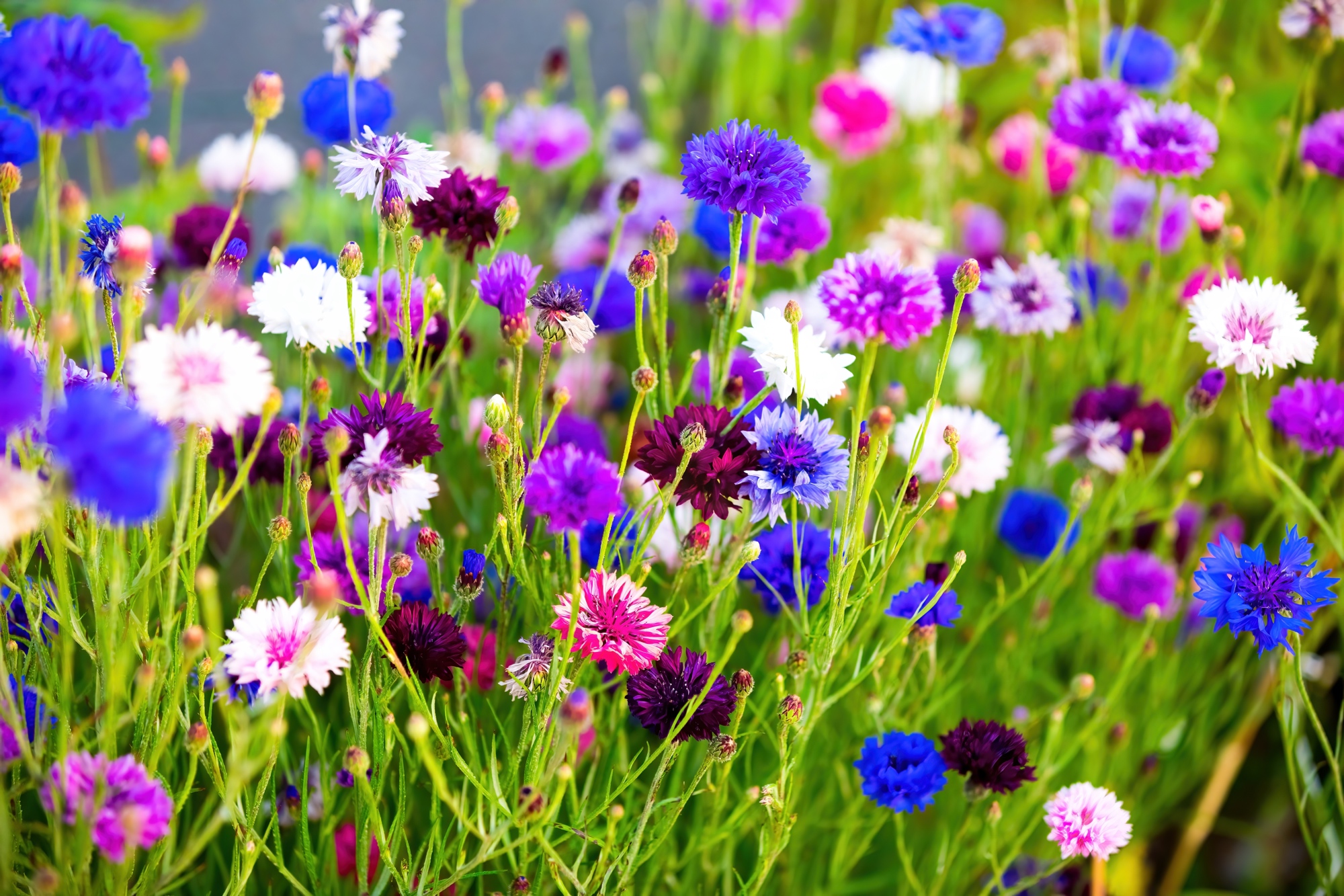 When and How to Grow Cornflowers In Pots or Containers