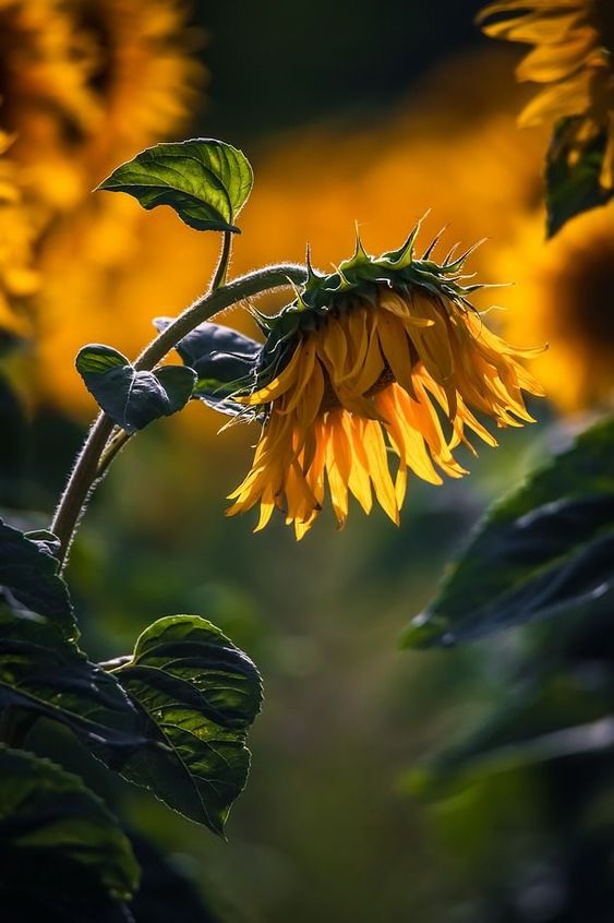 When Should You Deadhead Sunflowers