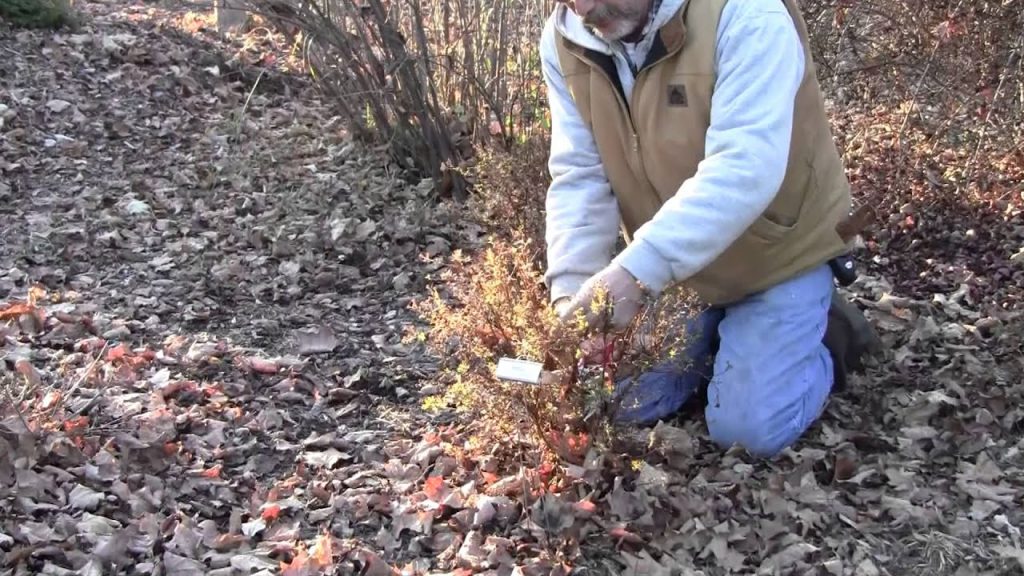 When Should You Opt for Potentilla Pruning