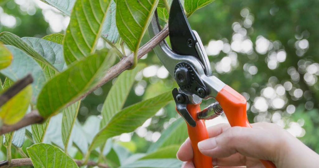 When To Prune Hydrangeas