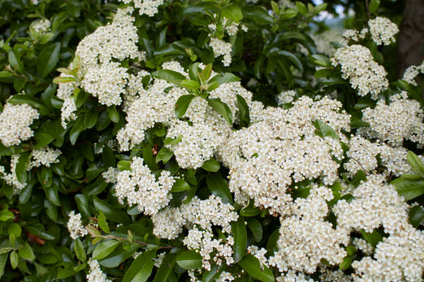 When To Prune Viburnum