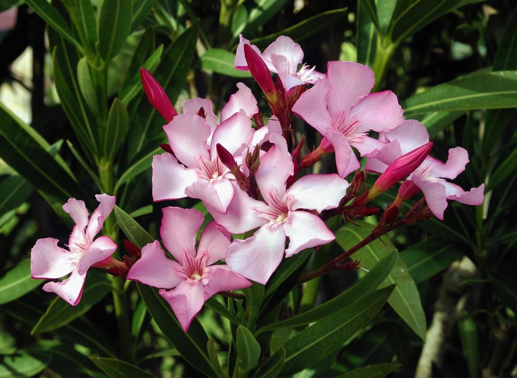 When and Where to Grow Nerium "Oleander"