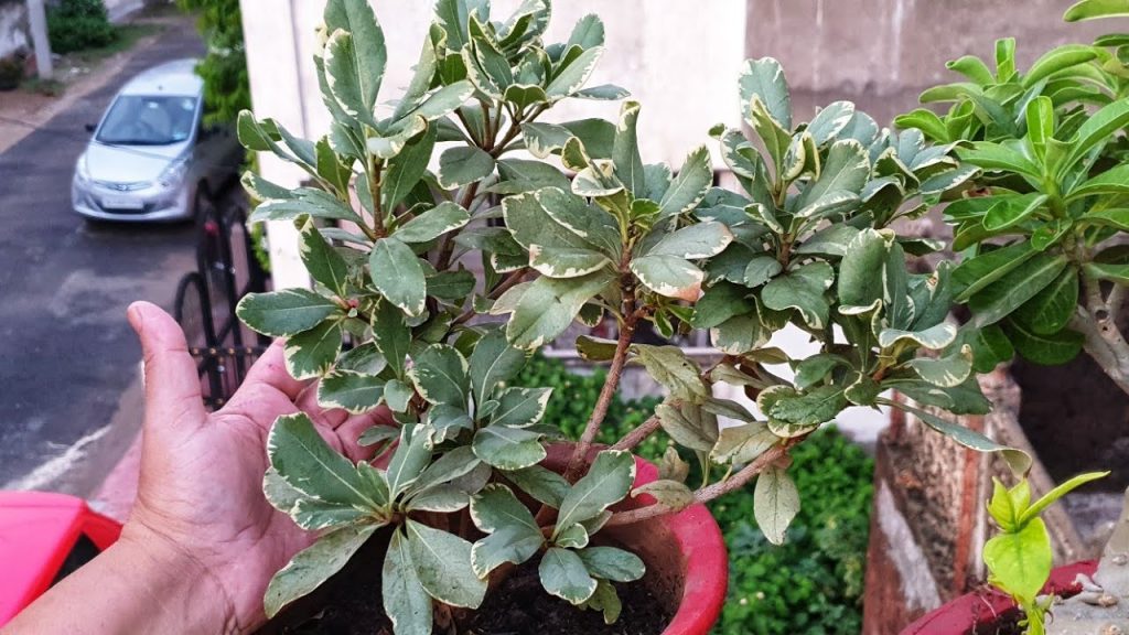 When and how to Water Pittosporum