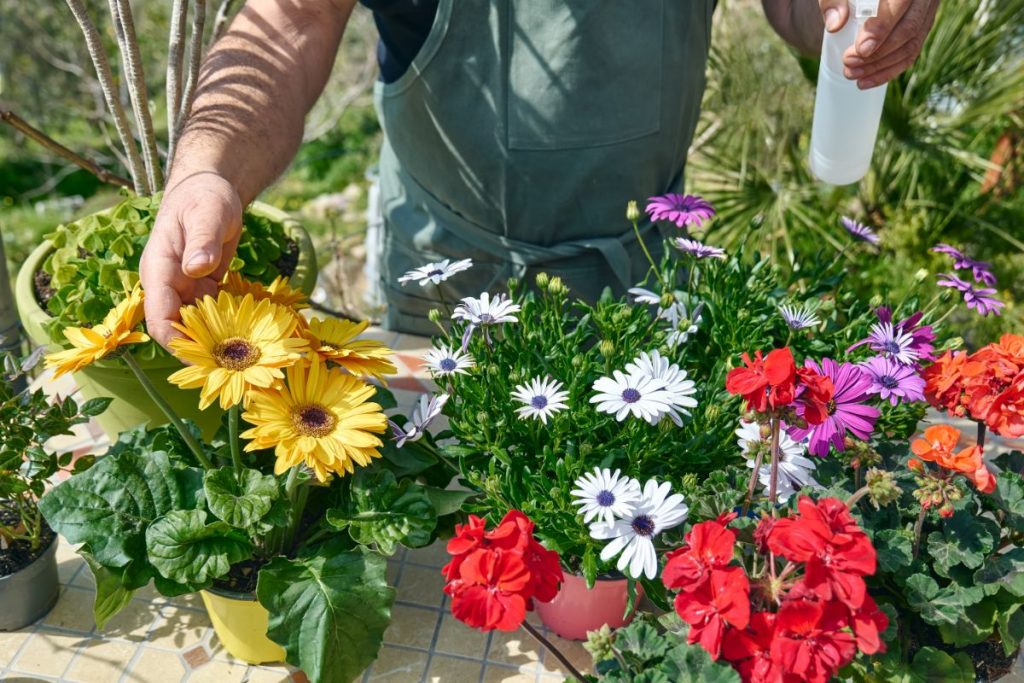 When to Deadhead Gerbera Daisies