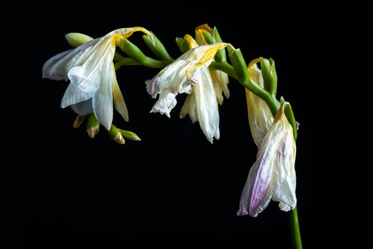 When to Deadhead Lilies