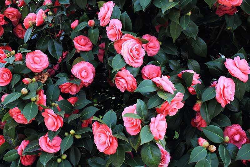 When to Feed Camellias in UK