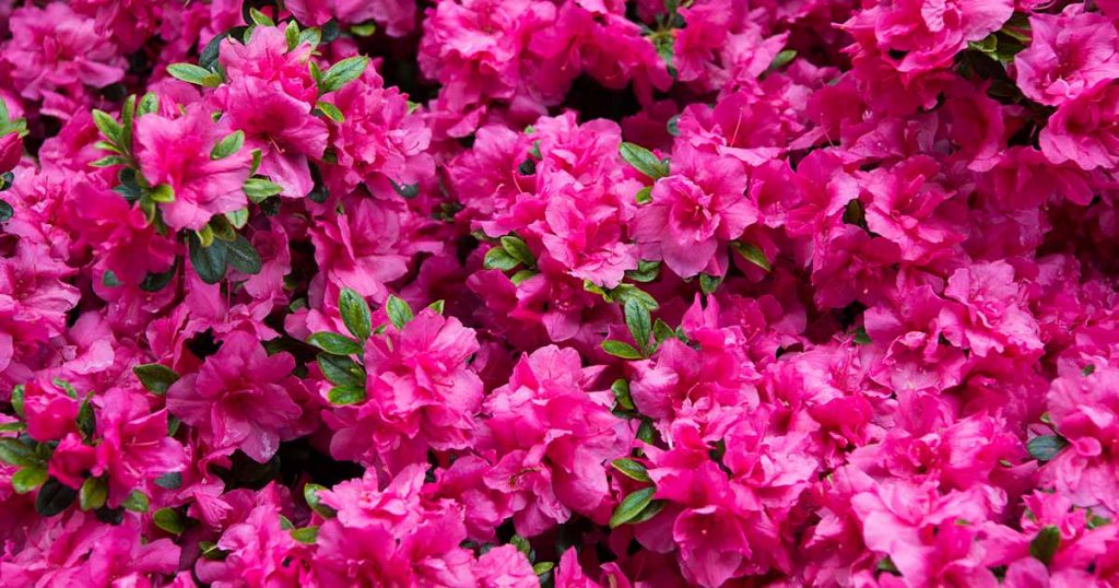 When to Feed Rhododendrons in The UK