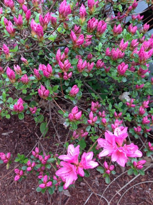 When to Grow Azalea Japonica in Your Garden