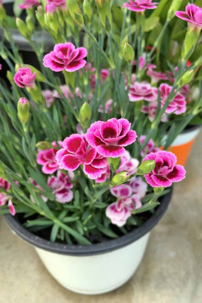 When to Grow Dianthus