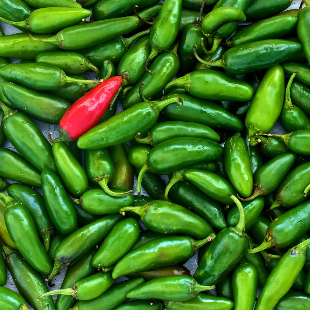 When to Harvest Chillies