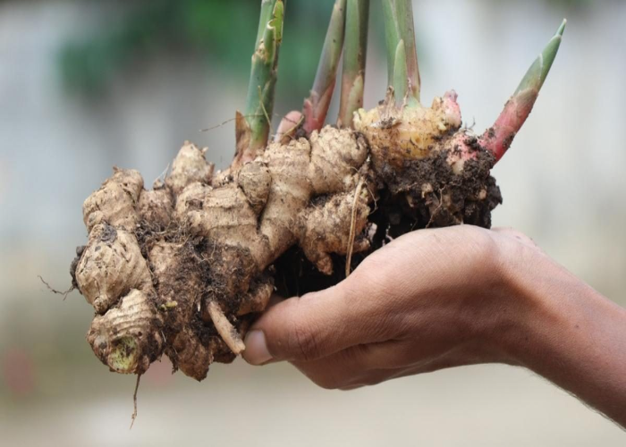 When to Harvest It