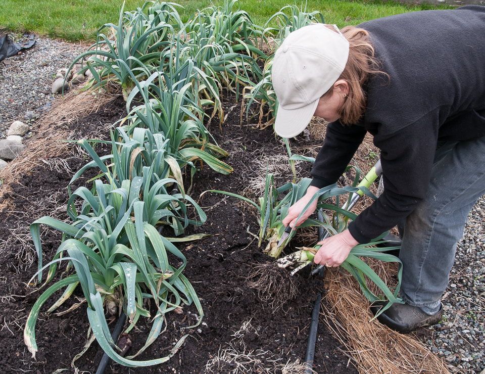 When to Harvest Leeks