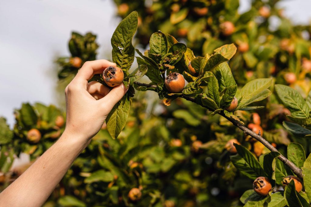 When to Harvest Medlar Fruits