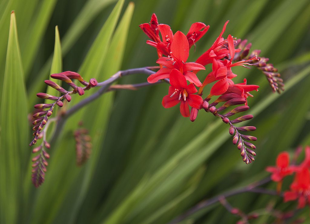 When to Plant Crocosmia Bulbs?