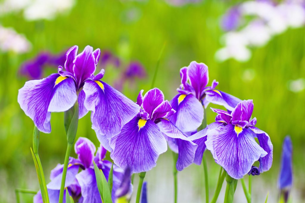 When to Plant Iris Bulbs