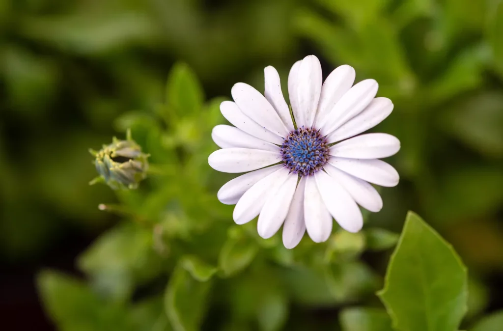 When to Plant Osteospermum