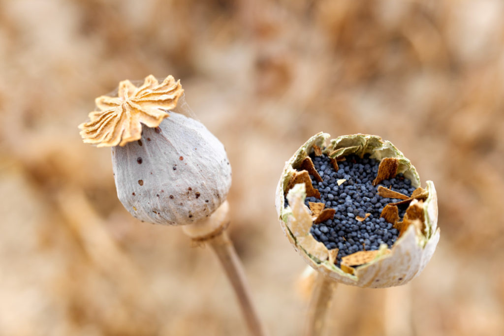 When to Plant Poppy Seeds