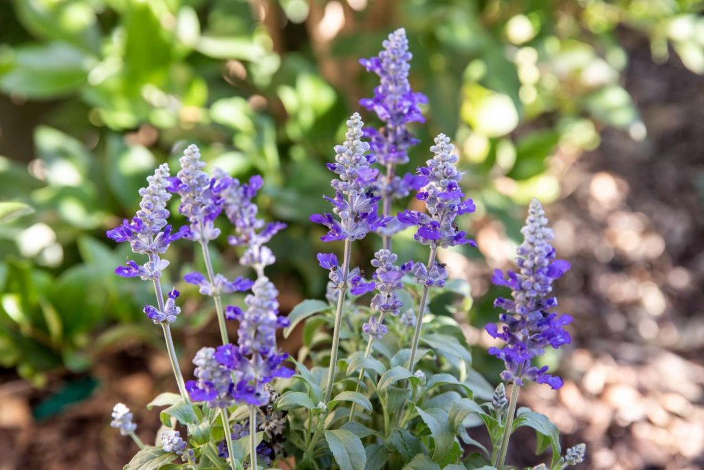 When to Plant Salvias