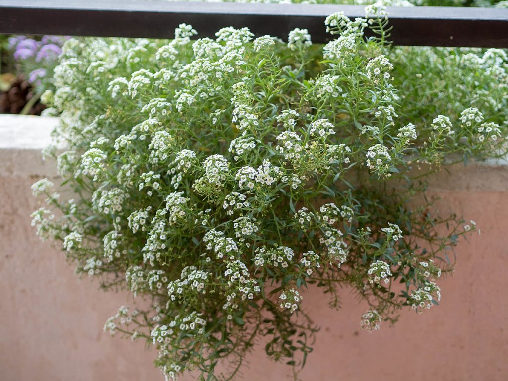 When to Plant Sweet Alyssum