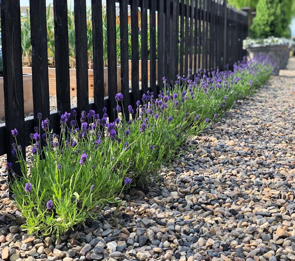 When to Plant a Lavender Hedge