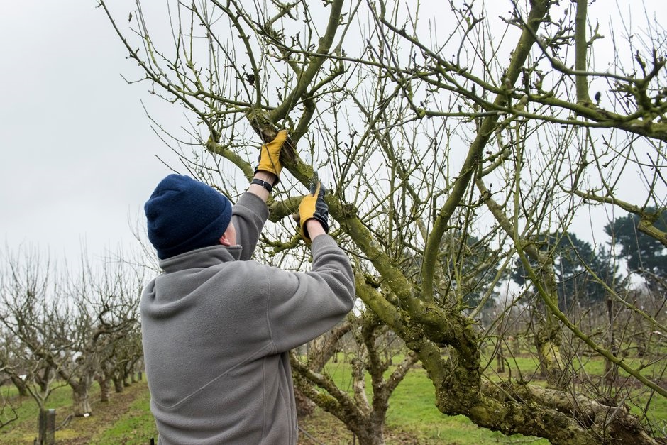 When to Prune An Apple Tree