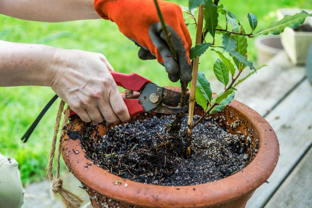 When to Prune Bay Trees