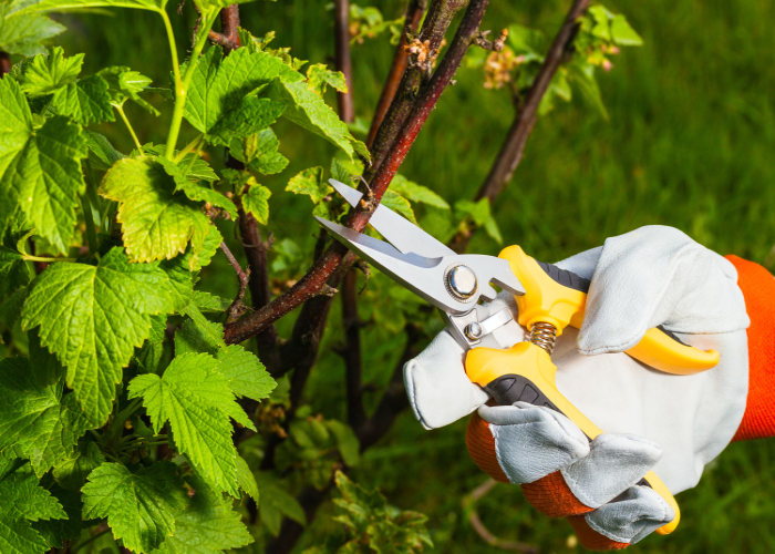 When to Prune Blackcurrants in The UK