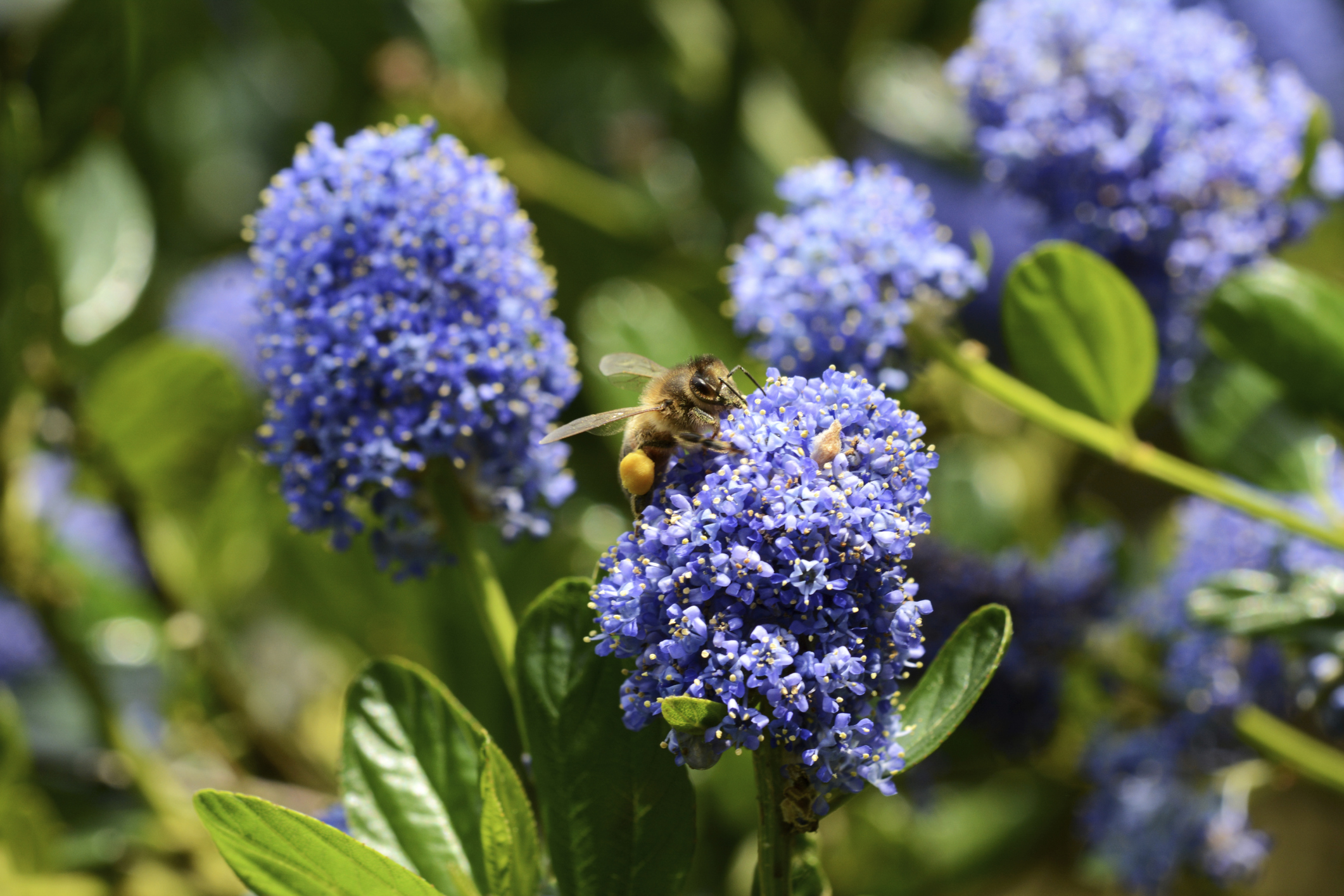 When to Prune Ceanothus