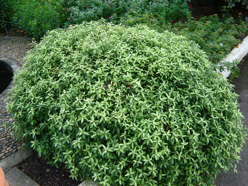 When to Prune Pittosporum