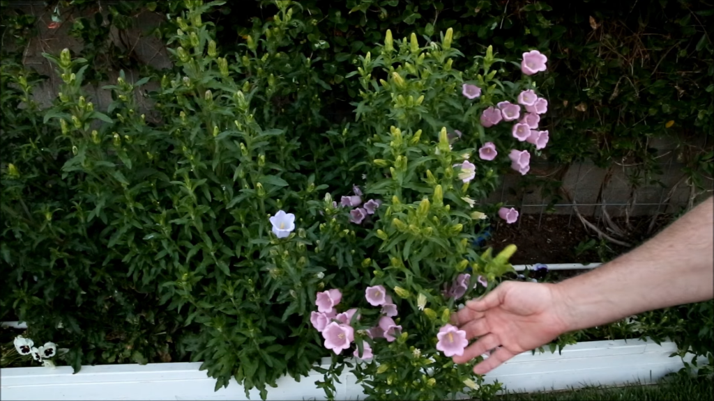 When to Sow and Plant Campanula Seeds Outdoors