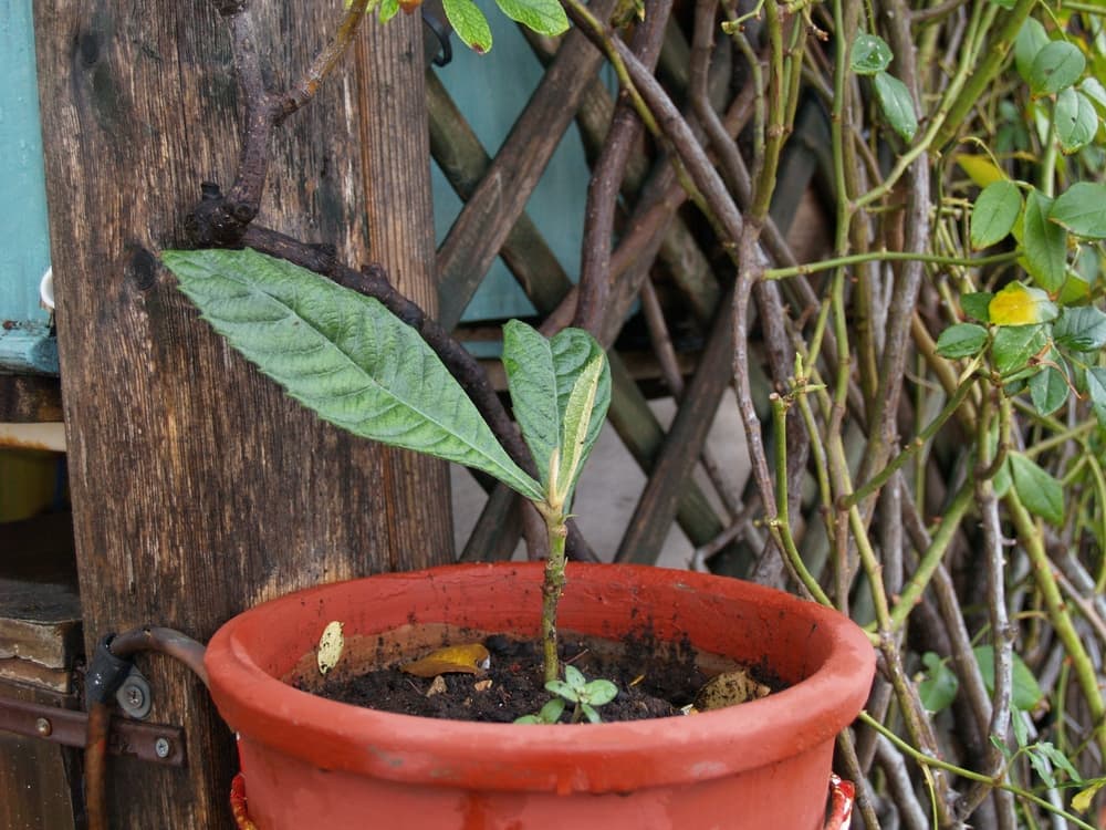 When to Start Planting Out