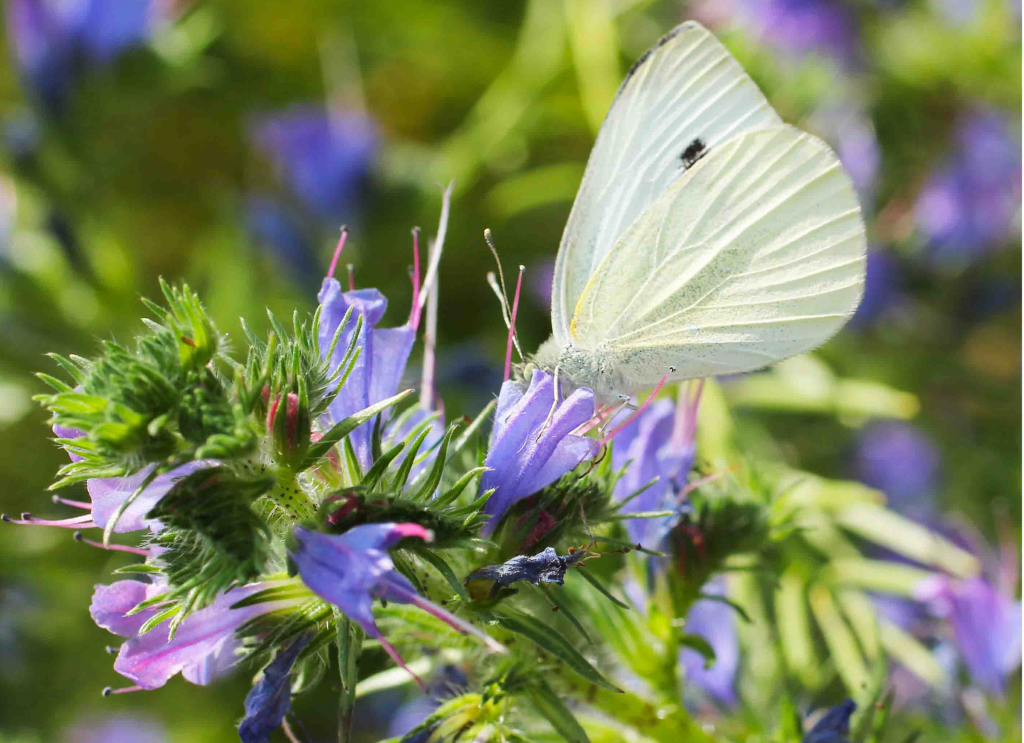 When to Water Echium 'Bugloss'