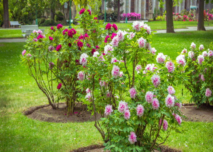 Where To Plant Peonies