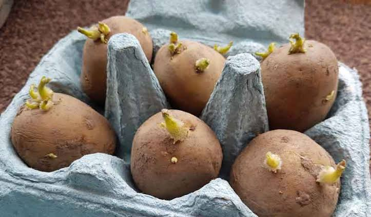 Where and How to Grow Desiree Potatoes