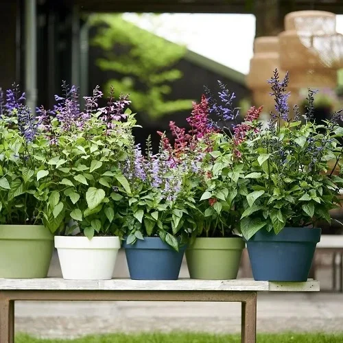 Where is the Best Place to Plant Salvias?