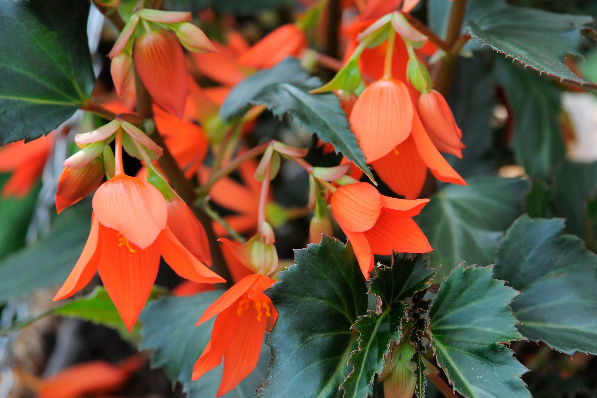 Where to Buy Crackling Fire Begonia Tubers