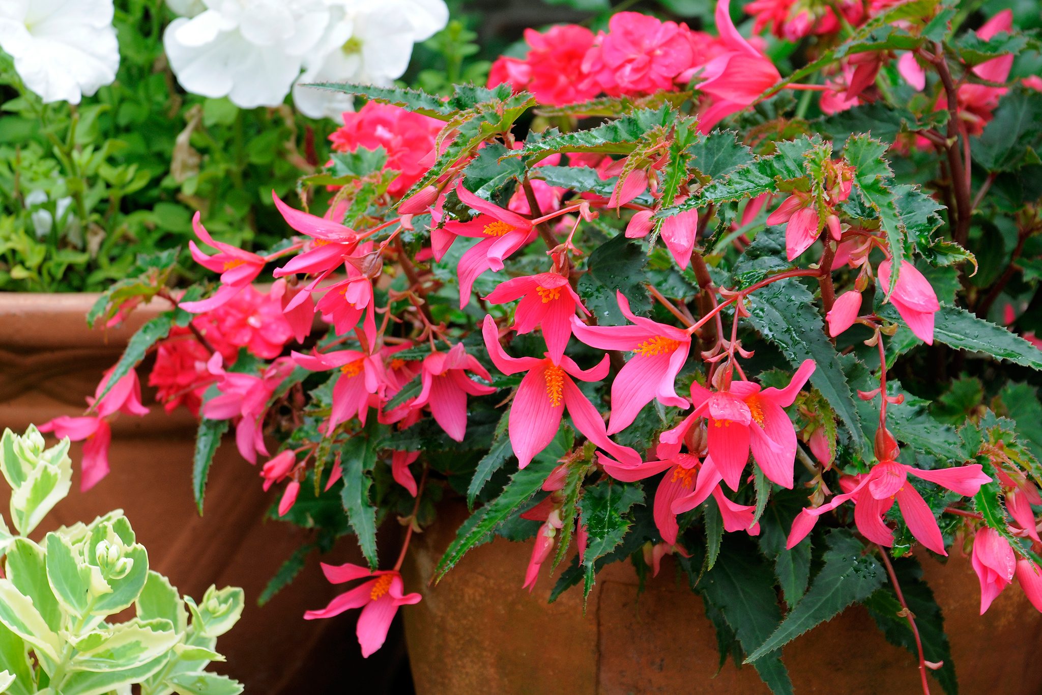 Where to Buy Crackling Fire Begonia Tubers