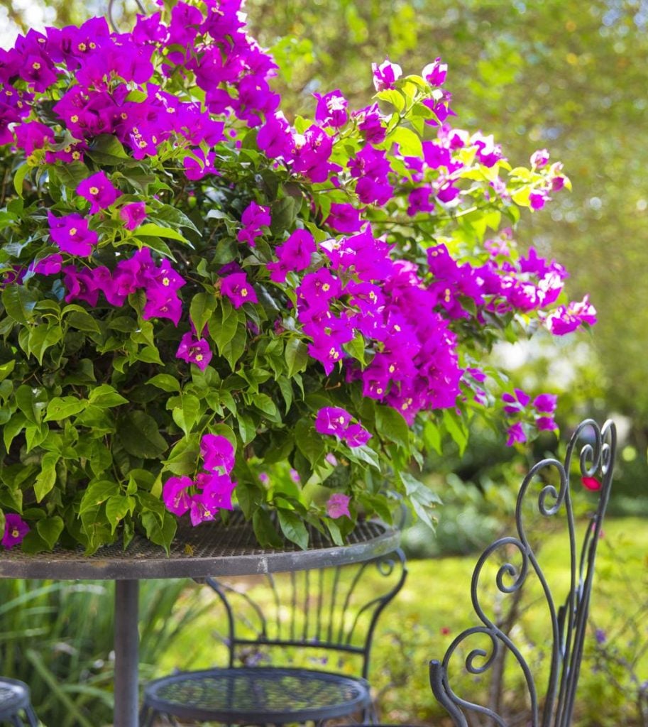 Where to Cultivate Bougainvillea