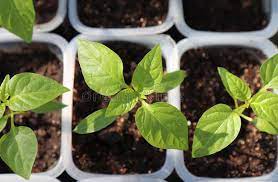 Where to Grow Capsicum