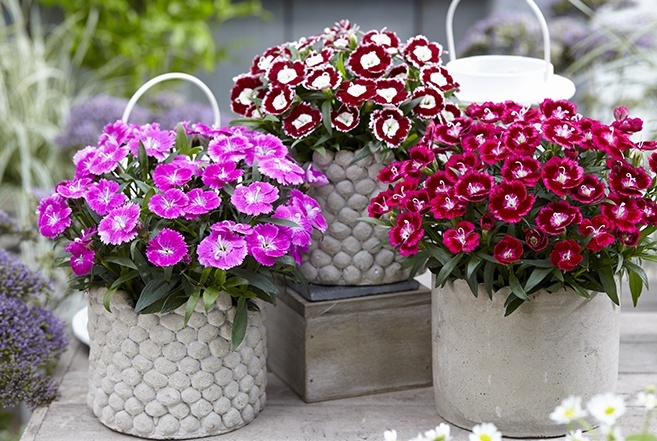 Where to Grow Dianthus