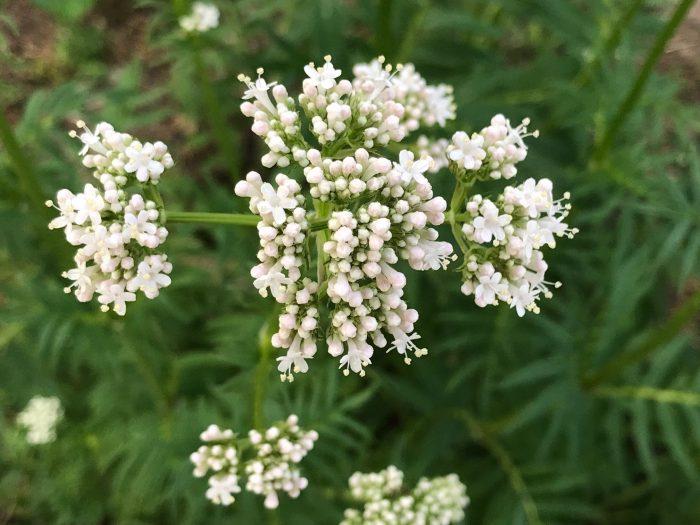 Where to Grow Valerian Plants