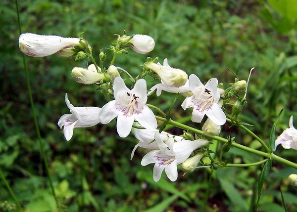 Where to Grow the Penstemon