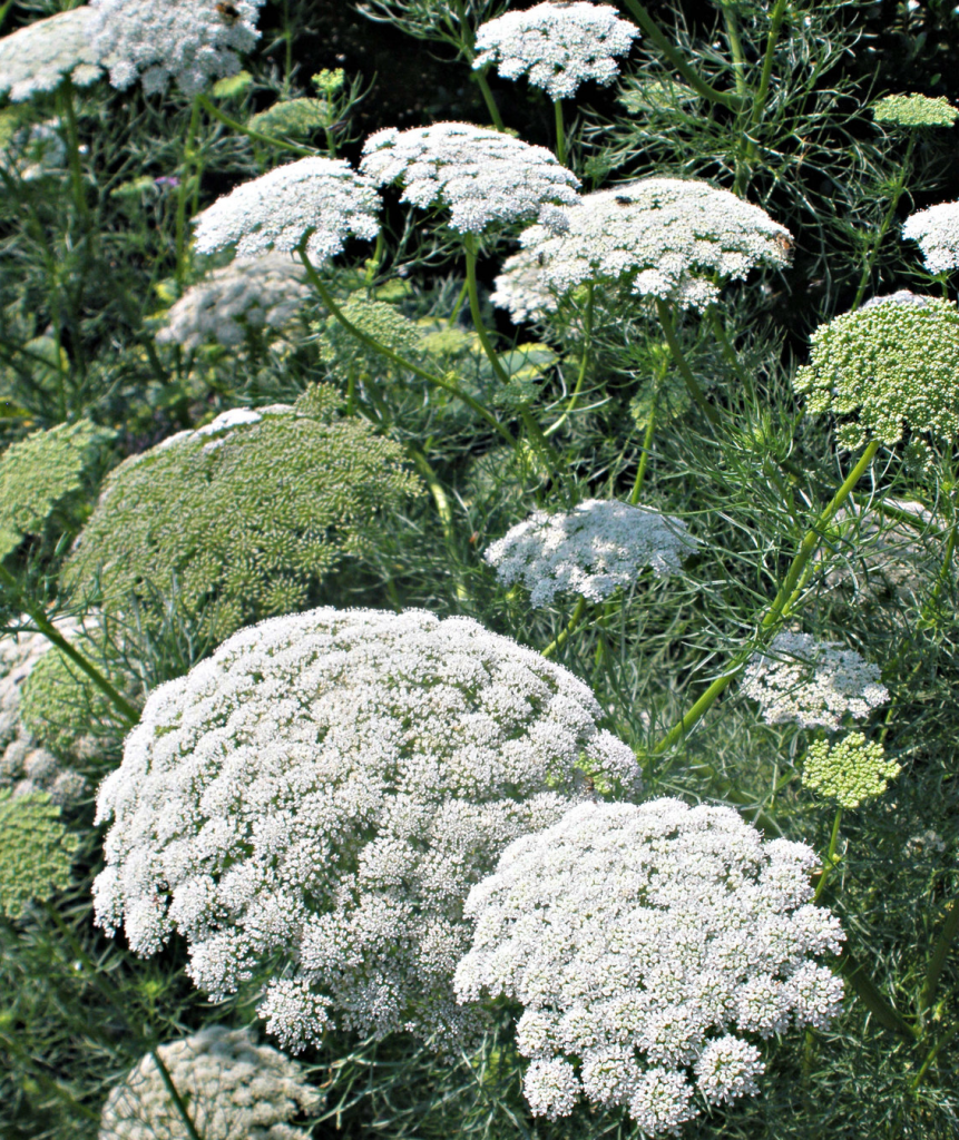 Where to Plant Ammi Majus