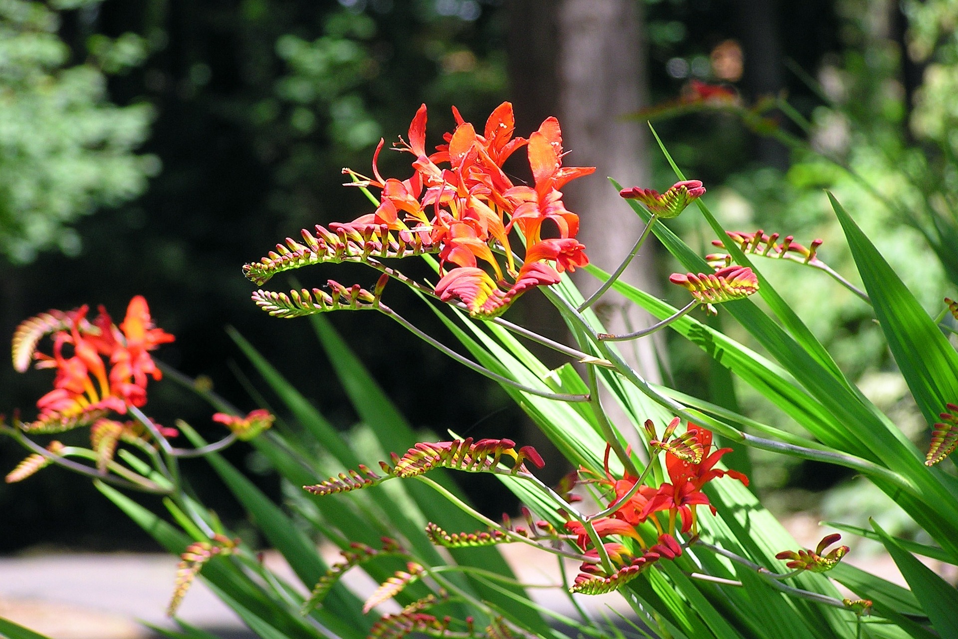 Where to Plant Crocosmia