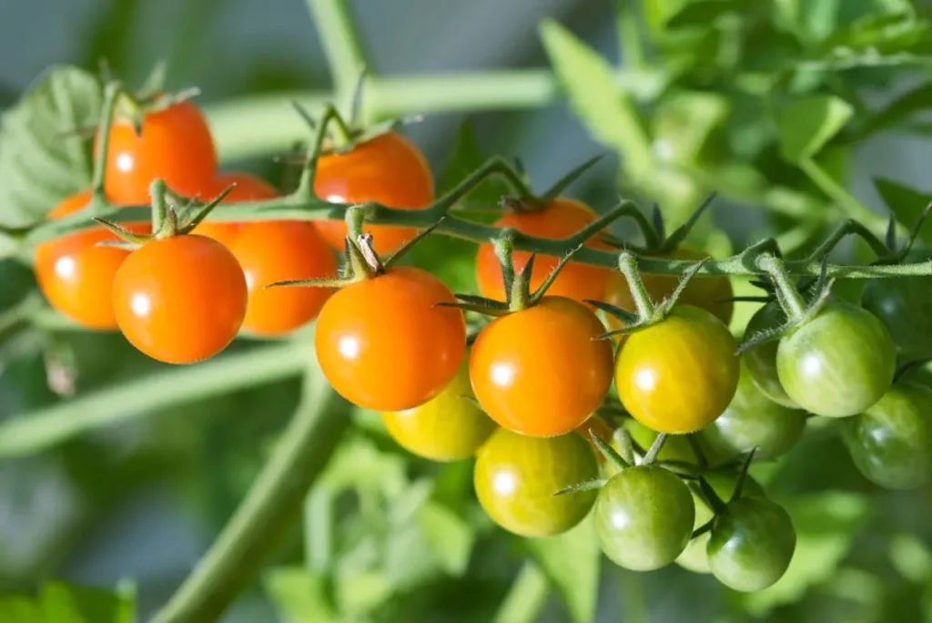 Where to Plant Sungold Tomatoes