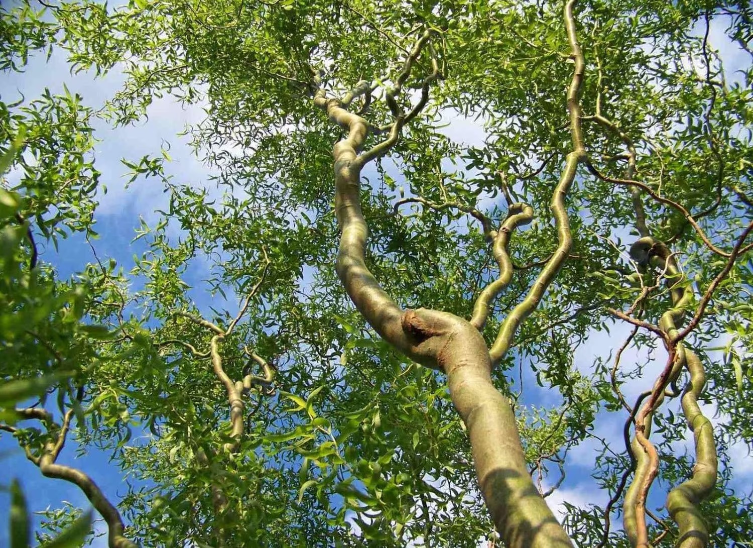 Where to Plant These Invasive Curly Willow Trees_