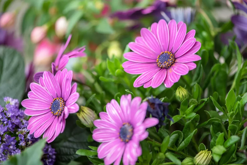 Where to Plant the Osteospermum