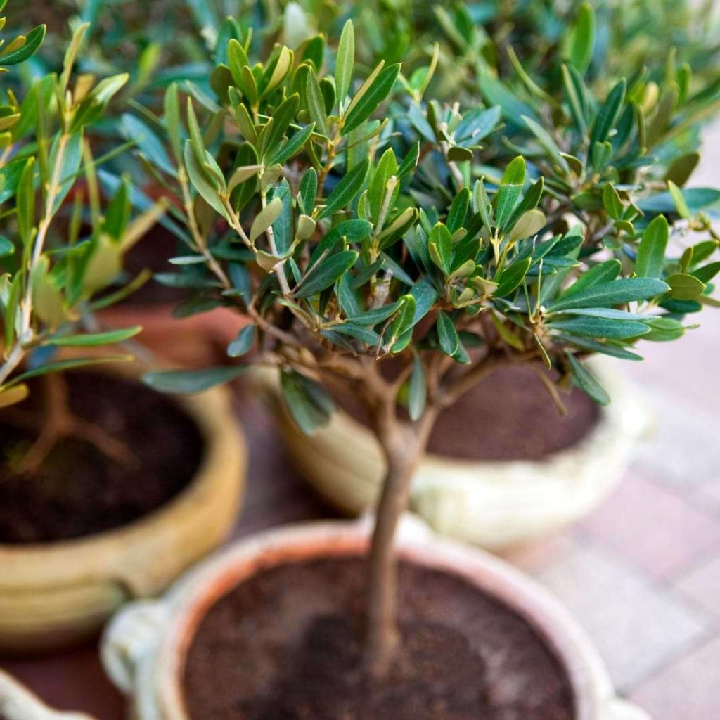 Where to Purchase Olive Trees?